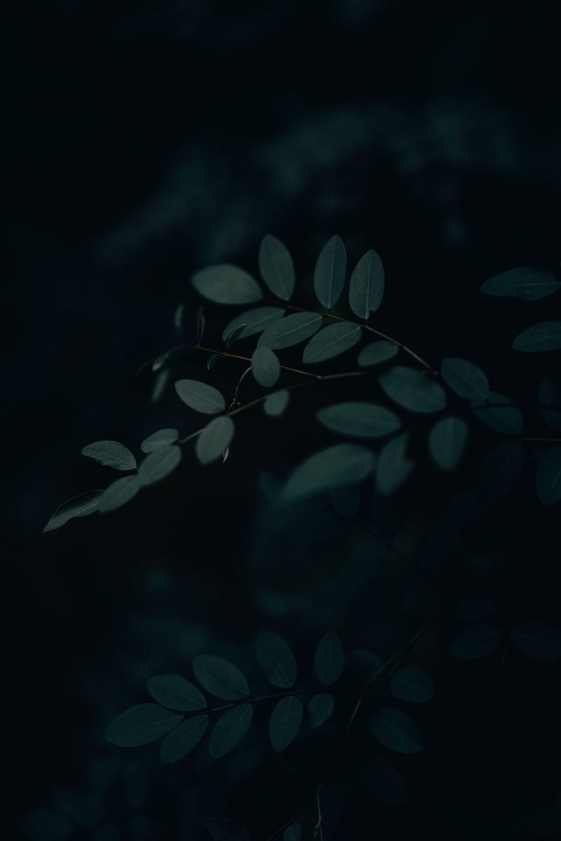 branch, leaves, dark, gloomy, HD phone wallpaper