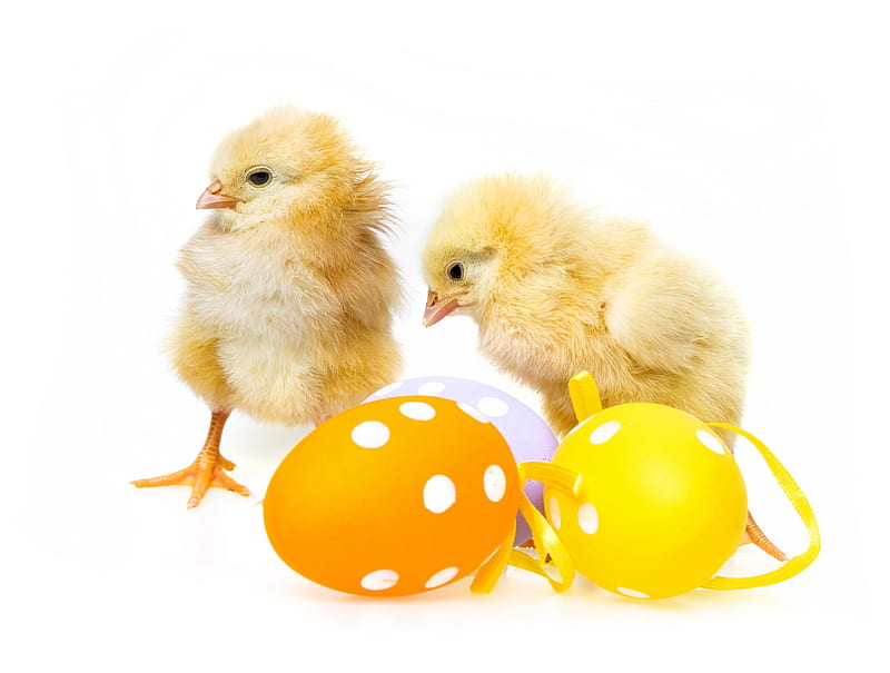 Easter eggs and chickens, Easter, special days, holidays, eggs, chickens, event, HD wallpaper