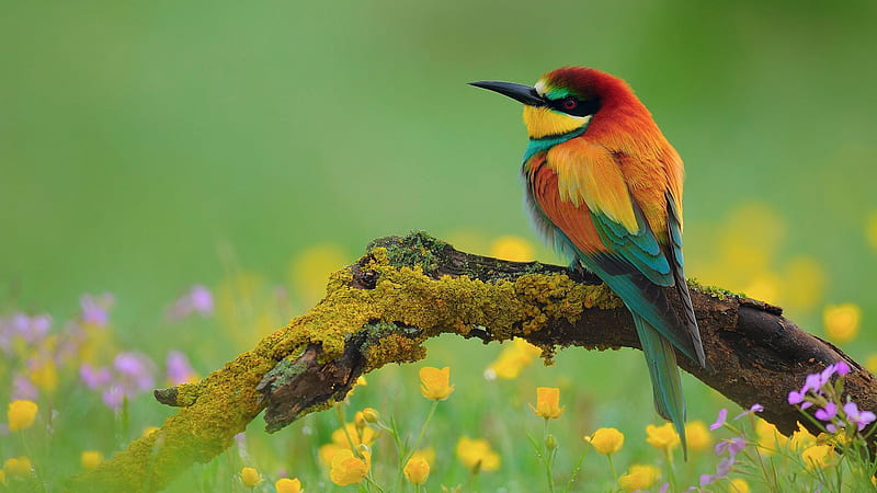 Red Yellow Green Sharp Nose Bird Is Sitting On Algae Tree Trunk In A Green Background Animals, HD wallpaper
