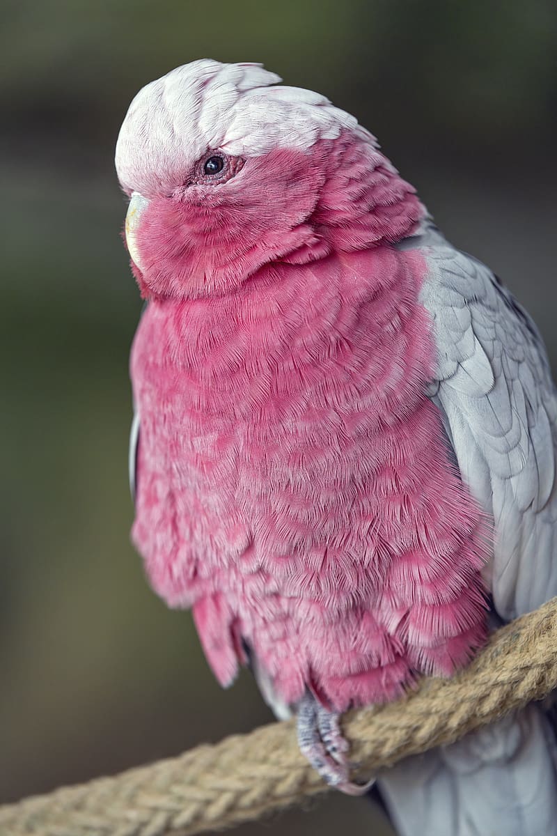 pink cockatoo, cockatoo, parrot, bird, HD phone wallpaper