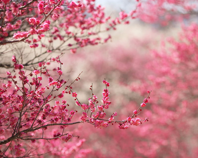 Sakura , blossom, cherry, flowers nature, pink, sakura, HD wallpaper