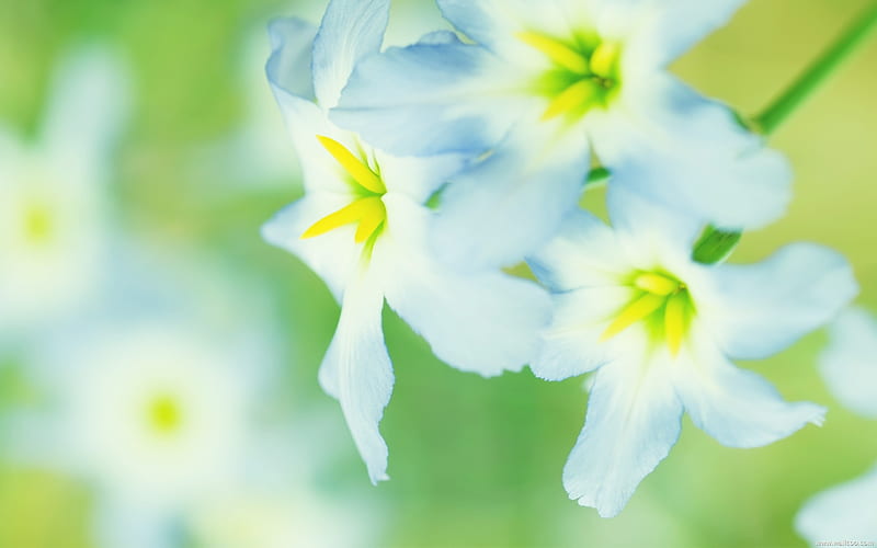 spring bloom blue flower, HD wallpaper