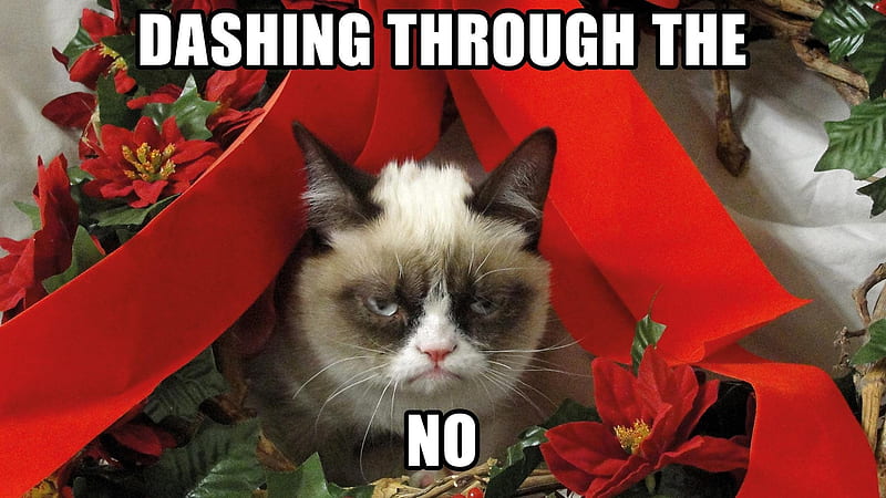 grumpy kitty, grumpy, christmas, cats, HD wallpaper