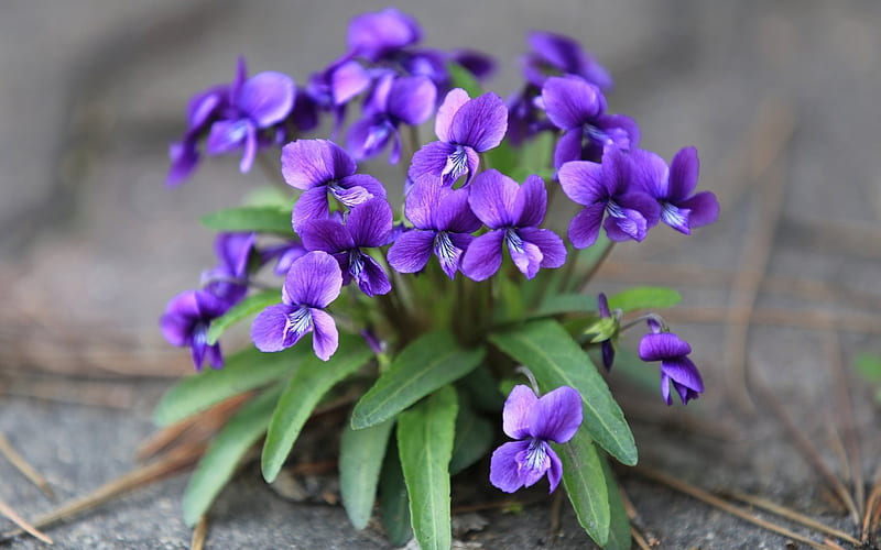 violet, beautiful flowers, wood violet, purple flower, forest, HD wallpaper