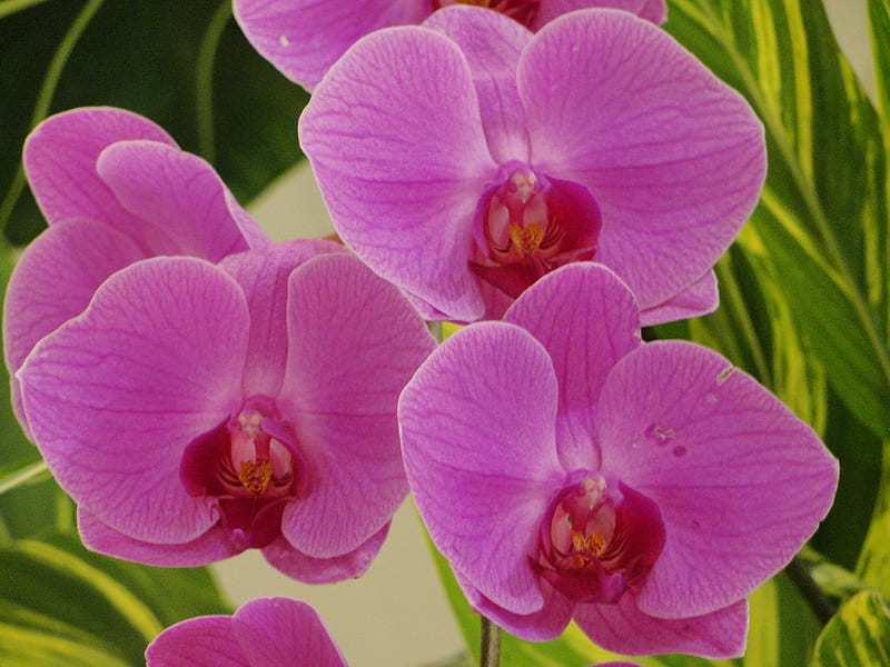 Orchids, orhidee, flower, roz, flower, nature, orquidea, flori, pink, HD wallpaper