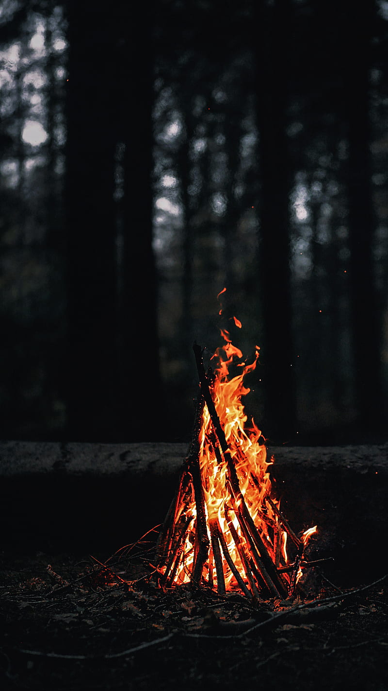Fire, tree, HD phone wallpaper | Peakpx