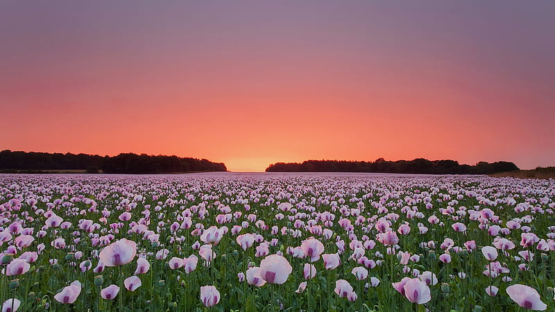 Light Pink Poppy Flowers Field Light Purple Yellow Sky Macbook, HD wallpaper