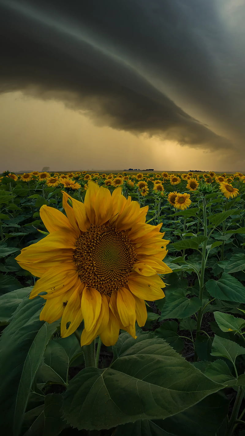 Sunflower, sunflowers, flowers, bonito, field, cloudy, sky, HD phone wallpaper