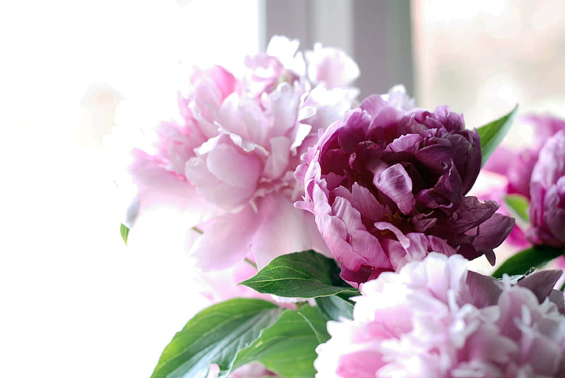 Because I know You Love Peonies, DELICACY, PEONIES, FRESH, WINDOW, HD wallpaper