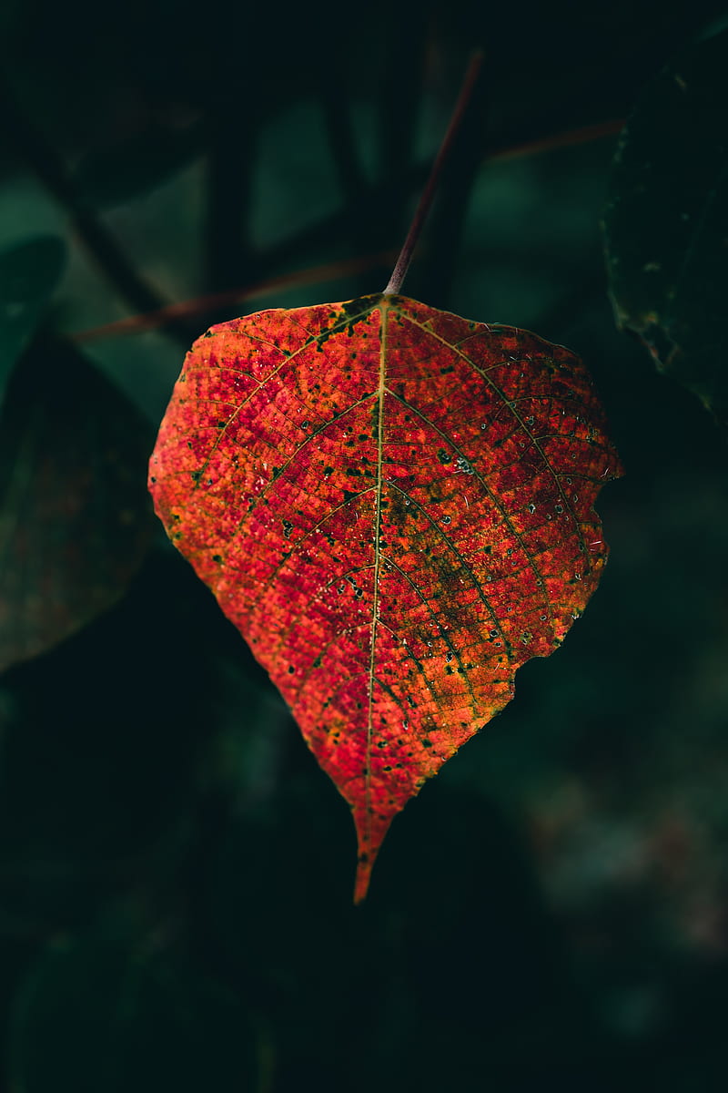 leaf, veins, macro, autumn, red, HD phone wallpaper