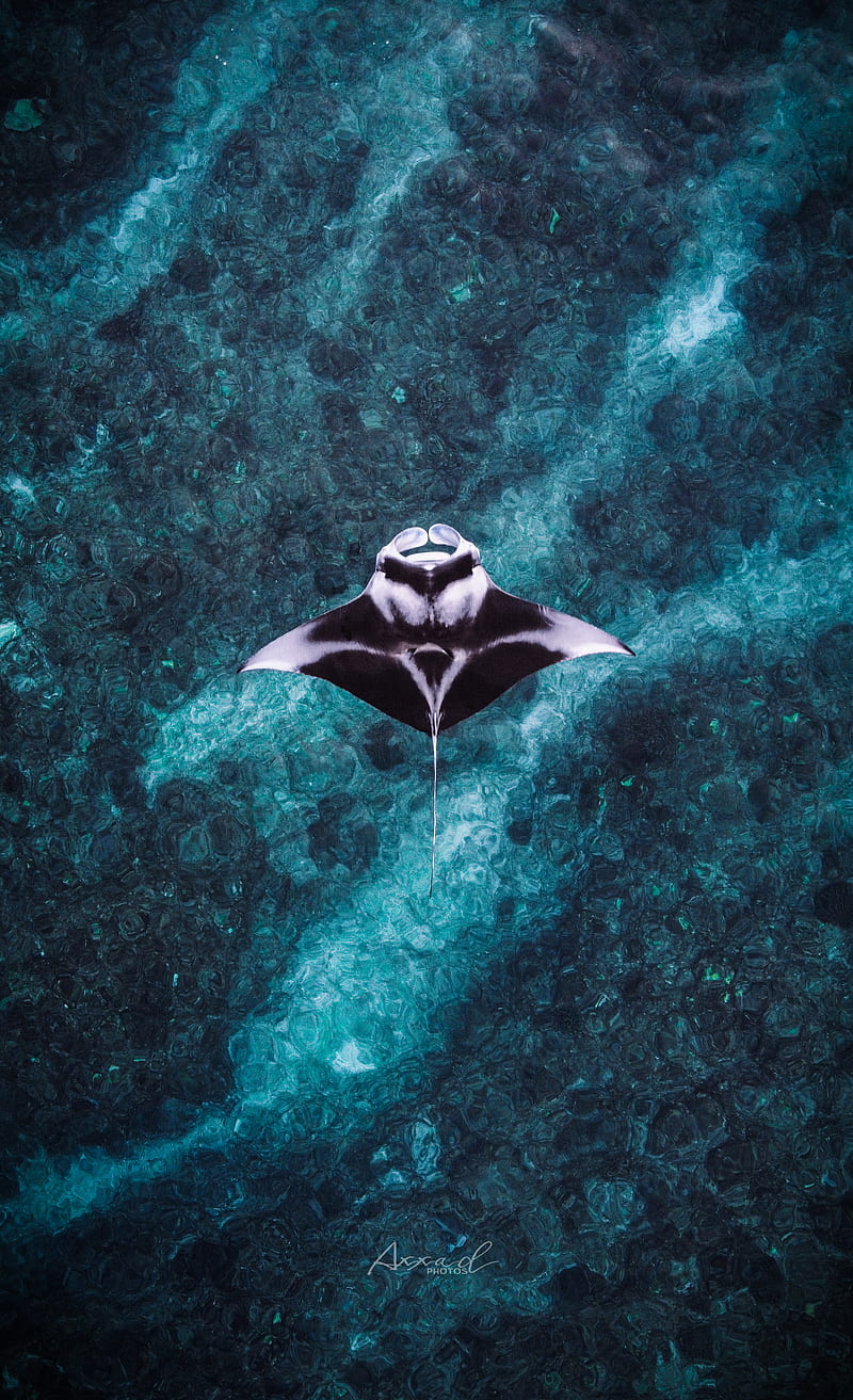 Manta ray Wallpaper 4K Underwater Ocean life Animals 9399