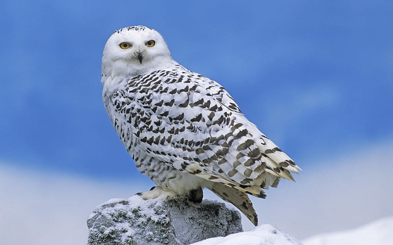 Snow Owl-Animal selected, HD wallpaper