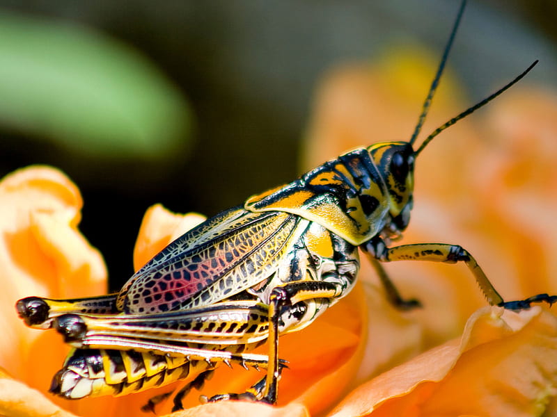 Saltamontes, bicho, insecto, bichos, naturaleza, Fondo de pantalla HD