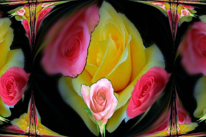 beauty, odor, roses, Color, HD wallpaper