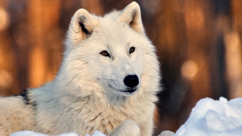 White Wolf in Snow, predator, nature, head, winter, eyes, HD wallpaper