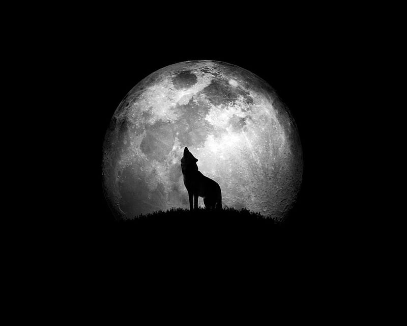 moon wolf, insnow friendship, quotes, pack, dog, wisdom beautiful, lobo, arctic, black, abstract, winter, timber, snow, wolf , wolfrunning, wolf, white, lone wolf, howling, wild animal black, howl, canine, wolf pack, solitude, gris, the pack, mythical, majestic, spirit, canis lupus, grey wolf, nature, wolves, HD wallpaper