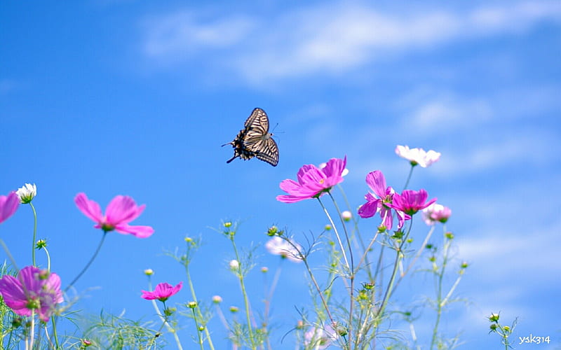 from flower to flower, flower, sky, butterfly, HD wallpaper