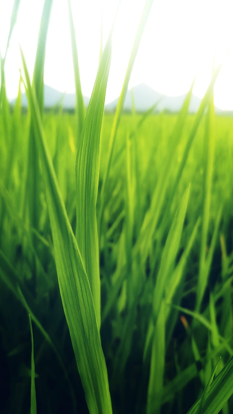 Rice , agro, greenery, nature, HD phone wallpaper