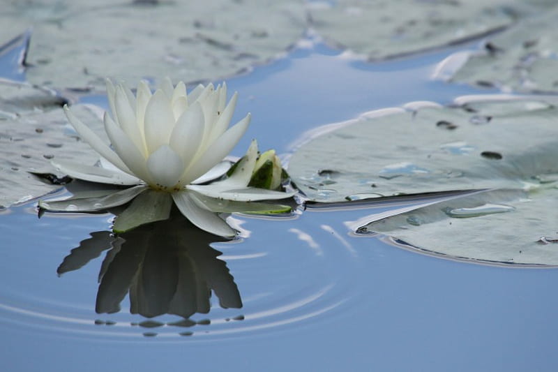 nenúfares *, agua, flor, flores, lirios, naturaleza, Fondo de pantalla HD |  Peakpx