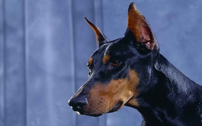 Dogs, Dog, Animal, Doberman Pinscher, HD wallpaper