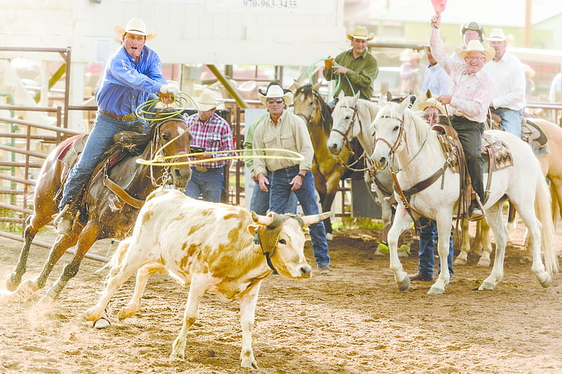 Cowboy Roping Calf at Rodeo, Lasso, Calf, Cowboy, Roping Competition, Horses, Rodeo, Sport, Dirt, Corral, Hat, HD wallpaper
