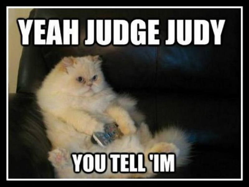 CAT THOUGHTS, FUNNY, JUDGE, JUDY, CAT, HD wallpaper | Peakpx