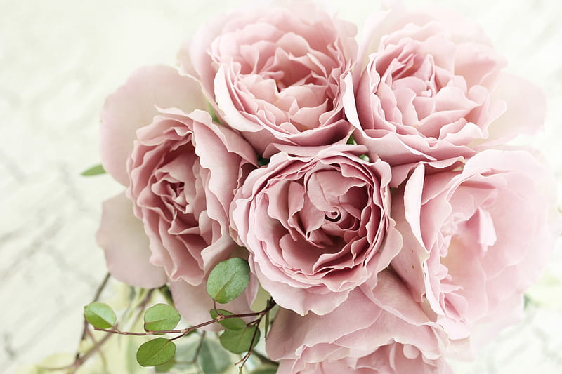 Pink Roses, pink, roses, rose, flowers, HD wallpaper