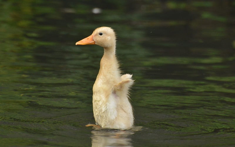 Little Duckling, cute, water, swimming, lake, HD wallpaper