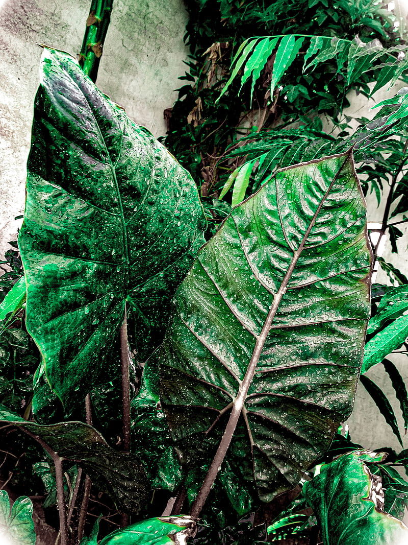 Green leaves, dark editing leaves, HD phone wallpaper