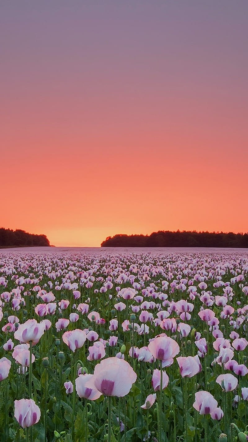 Campo de flores de amapola, naturaleza, campo de flores de amapola, Fondo  de pantalla de teléfono HD | Peakpx