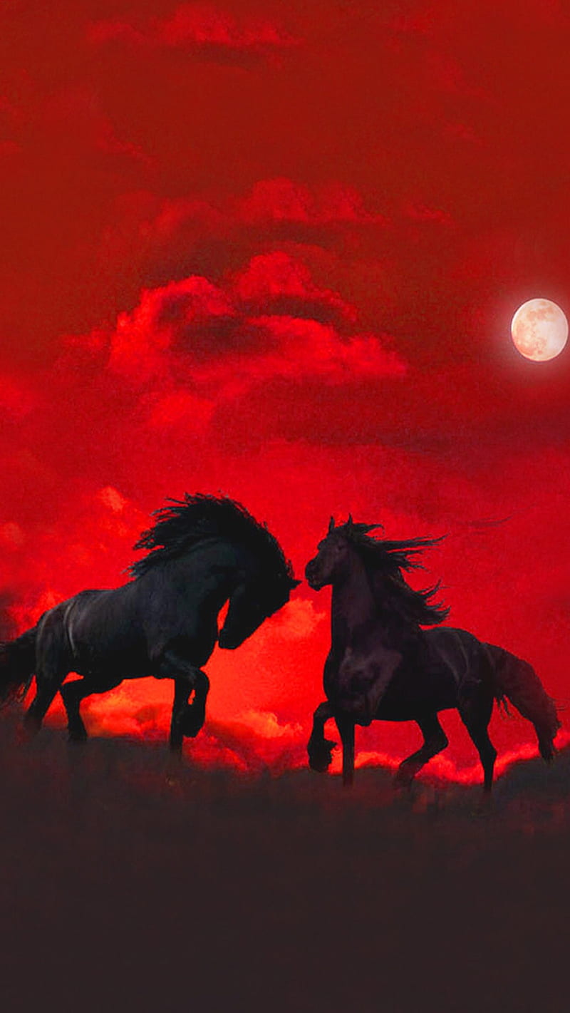 Wild Horses, HD phone wallpaper