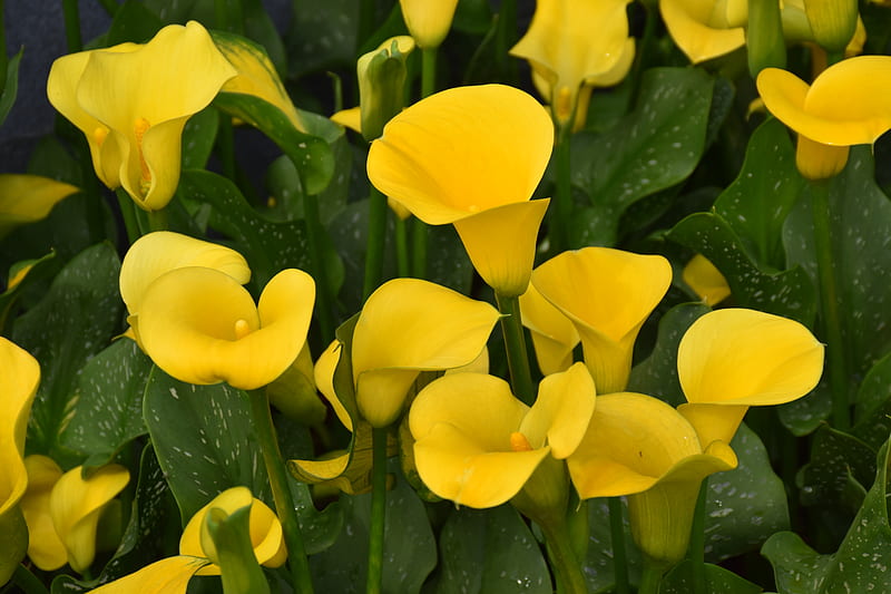 Lirios de cala, flores, planta, amarillo, Fondo de pantalla HD | Peakpx