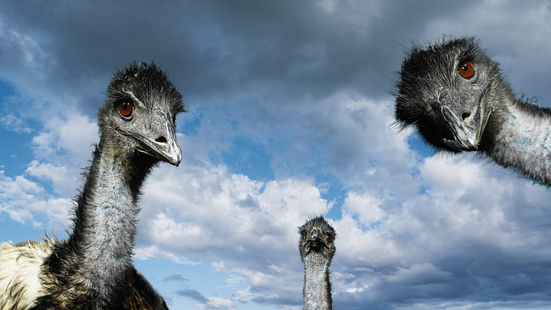 hey guys, look what I found, curious, sky, ostriches, red eyes, HD wallpaper