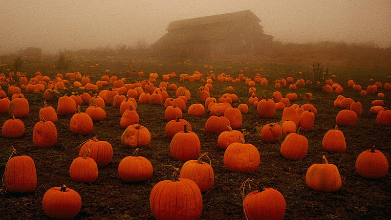 spooky fog on a pumpkin patch, farm, pumpkin, field, fog, HD wallpaper