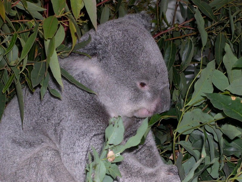 Koala in Eucalyptus Tree, australia, eucalyptus tree, koala bear, HD wallpaper