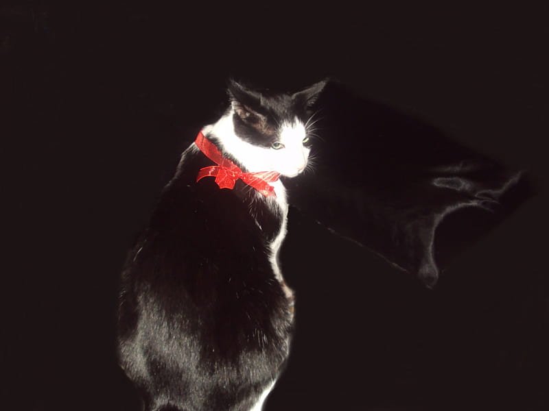 Cat-Fatso, cute, pet, tuxedo, black and white cat, cat, cats, animal, HD wallpaper