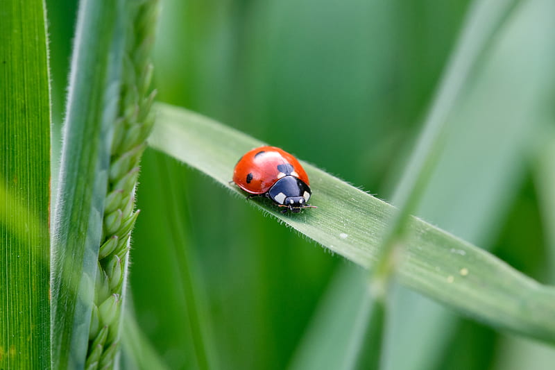 ladybug, insect, grass, leaf, macro, HD wallpaper