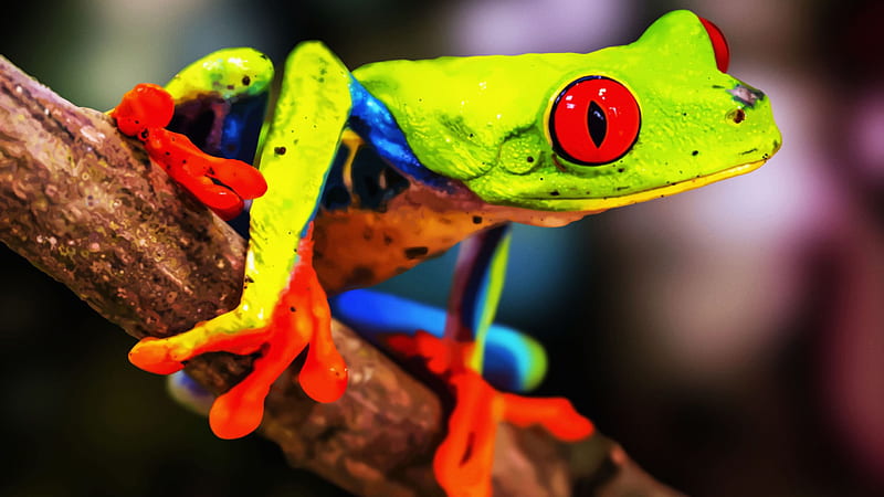 Green Blue Red Eyed Frog On Tree Stalk In Blur Background Frog, HD wallpaper