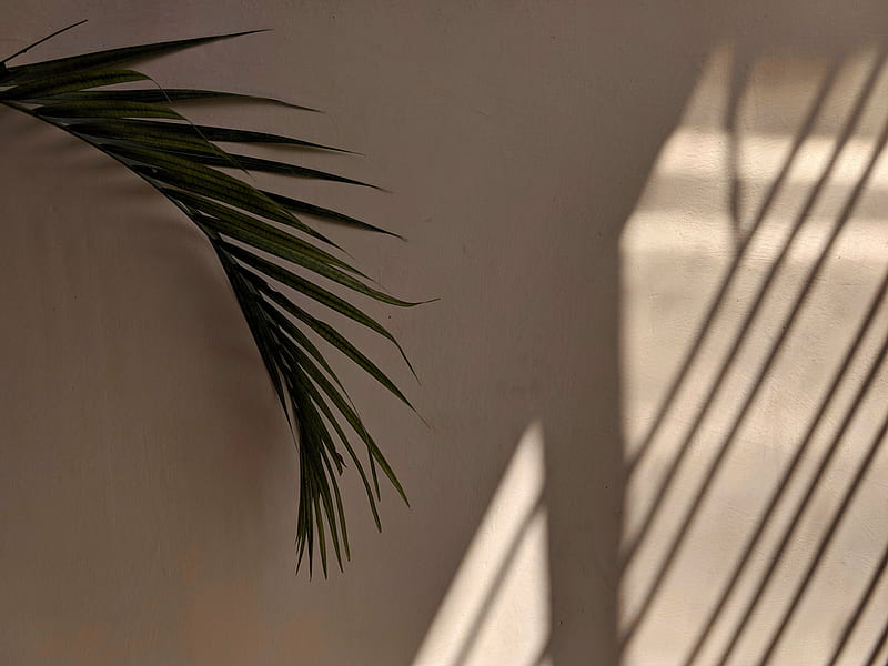 palm tree, leaves, wall, minimalism, aesthetics, HD wallpaper