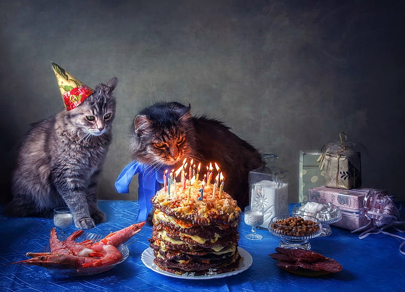 It is difficult to blow out 20 candles, cake, candle, daykiney, food, cat, birtay, hat, cute, funny, pisici, couple, blue, HD wallpaper