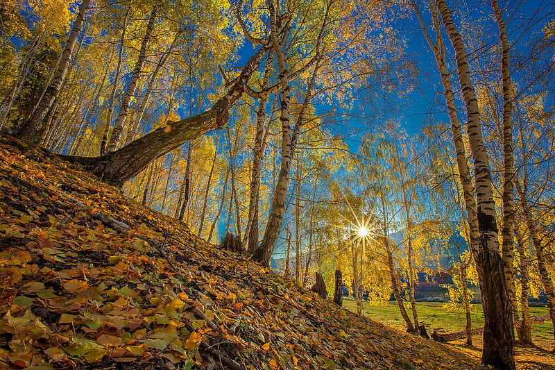 Earth, Sunbeam, Fall, Leaf, Tree, HD wallpaper