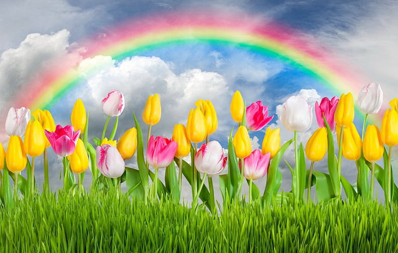 Spring background, pretty, colorful, grass, background, bonito, spring, rainbow, sky, clouds, freshness, flowers, tulips, field, meadow, HD wallpaper