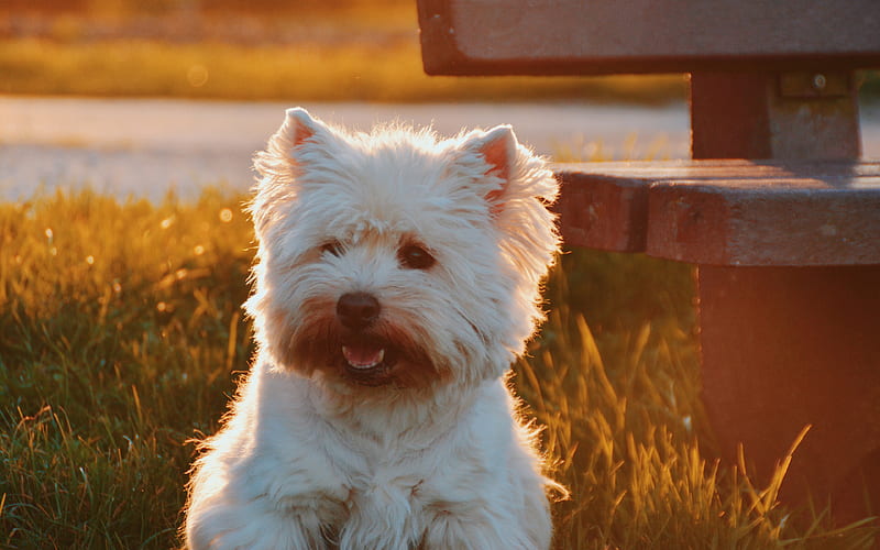 Glen of Imaal Terrier lawn, pets, sunset, white dog, dogs, Glen of Imaal Terrier Dog, HD wallpaper