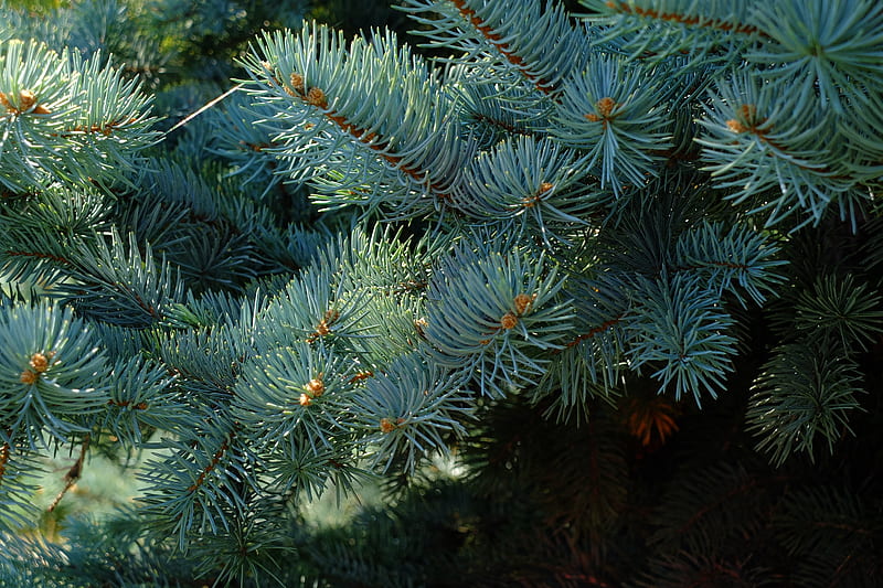 Needles, branches, spruce, macro, HD wallpaper | Peakpx