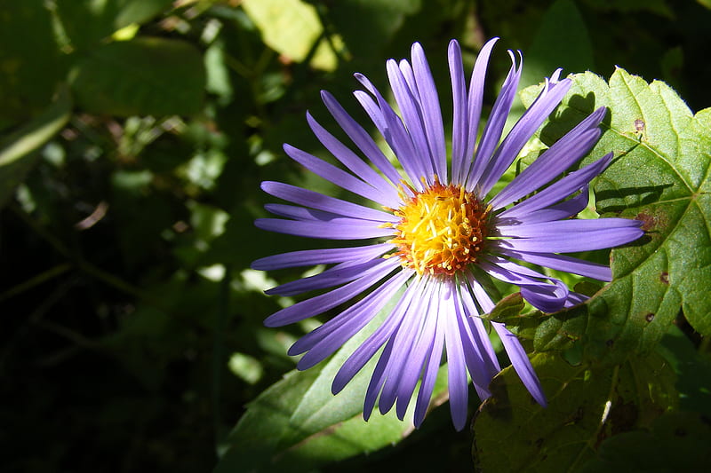 Flor morada, primavera, naturaleza, luz, planta, sol, verde, hojas,  pétalos, Fondo de pantalla HD | Peakpx