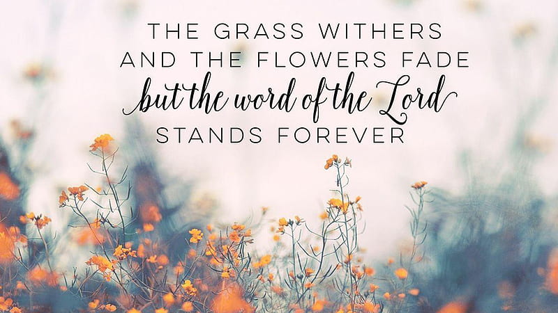 The Grass Withers And The Flowers Fade Jesus, HD wallpaper