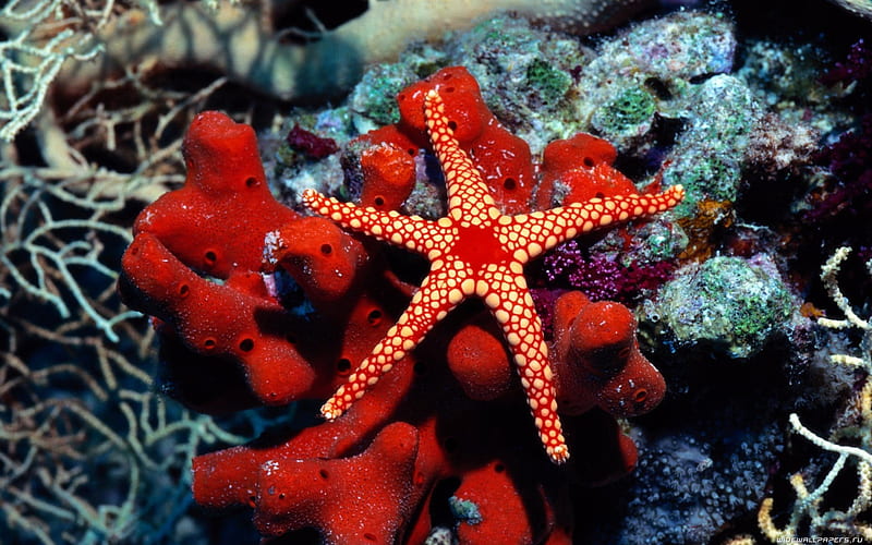 Beautiful Red Corals and Starfish, corals, red, oceans, nature, sealife, starfish, HD wallpaper