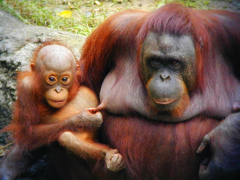 Fun time, orangutan, fun, baby, animals, HD wallpaper