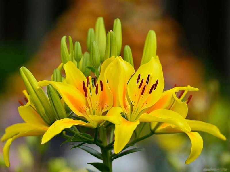 Yellow Daylilies, closeup, flowers, yellow, lilies, nature, buds, HD wallpaper
