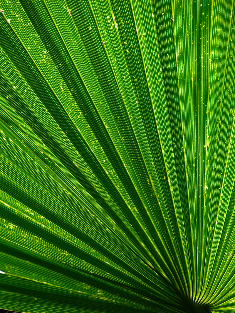 leaf, palm, texture, green, plant, HD phone wallpaper